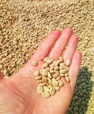 Zelená 🌱zrnka kávy jsou fascinujícím začátkem cesty od kávové plantáže k šálku lahodné kávy. ☕️ Foto📸 Farma Tanzánie...