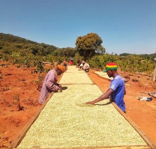 Sběr kávy jedině ručně ☕️🌱 Foto📸 Farma Tanzanie